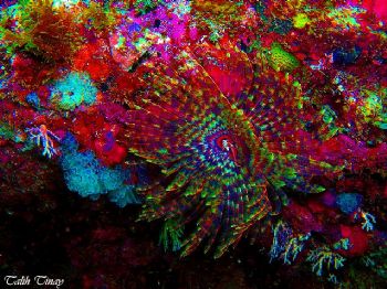 Tube worm by Talih Tinay 
